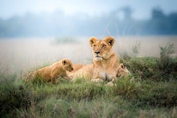 lioness with beautiful cubs - obrazy, fototapety, plakaty
