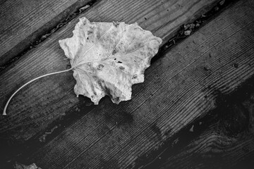 Dramatic leaf texture in black and white. Nature design black leaf skeleton, macro natural texture, monochrome wallpaper. Peaceful vintage autumn dry leaf on wooden surface