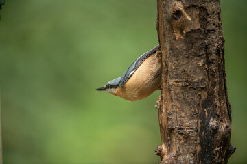 nuthatch