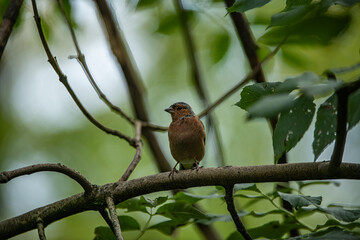 chaffinch 
