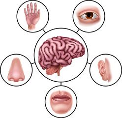 Five Senses Brain Educational Illustration Diagram