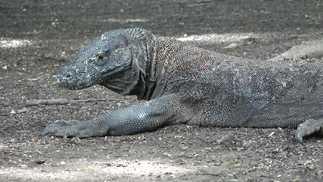 The varan of Komodo Island. Indonesia. Varan Dragon Komodo close up. Varan on one of the islands of Asia. Giant lizard.