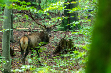 Red Deer (Cervus elaphus) stag during the rutting season. Bieszczady Mts., Carpathians, Poland.