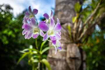 Pink purple Phalaenopsis orchid flower on bokeh of green leaves background. Beautiful closeup tropical park or garden. Nature concept for design