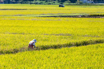 刈り取り前に稲の手入れをする女性