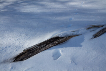 small plant details in the snow