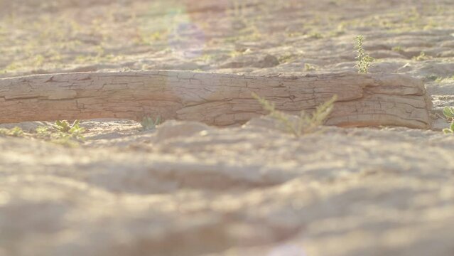 Dry trunk in cracked land at sunset