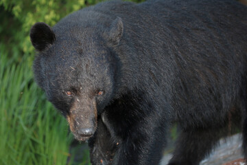 Obraz premium Schwarzbär / Black bear / Ursus americanus