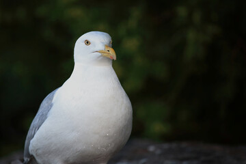 Kanadamöwe oder Amerikanische Silbermöwe / American herring gull or Smithsonian gull / Larus smithsonianus