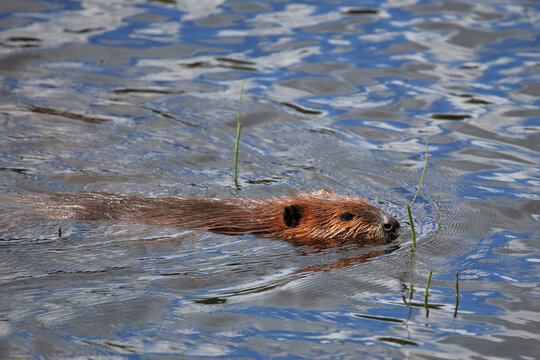 Biber / Beaver / Castor fiber