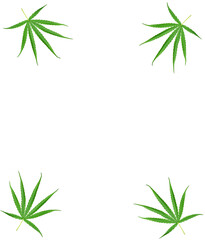 Cannabis leaves, a medicinal plant used in medicine.