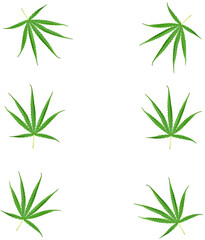 Fototapeta premium Cannabis leaves, a medicinal plant used in medicine.