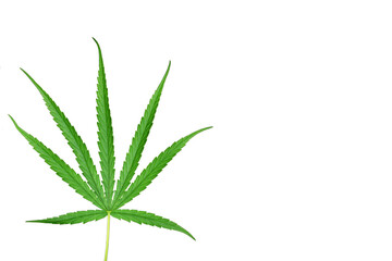 Cannabis leaves, a medicinal plant used in medicine.