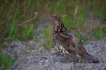 Kragenhuhn / Ruffed grouse / Bonasa umbellus