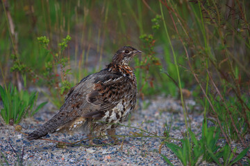 Kragenhuhn / Ruffed grouse / Bonasa umbellus