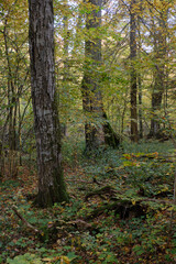 Fototapeta premium Old deciduous tree stand in fall