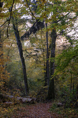 Narrow trail crossing autumnal deciduous stand