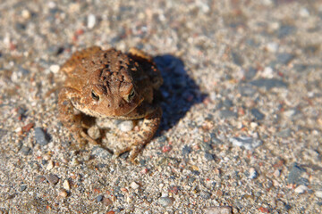 Kanada-Kröte oder Dakota-Kröte / Canadian toad / Anaxyrus hemiophrys
