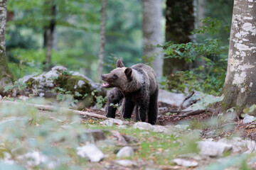 Obraz na płótnie Canvas brown bear in the Slovenian forest 