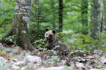 brown bear in the Slovenian forest 