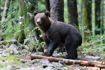 Fototapeta premium brown bear in the Slovenian forest 