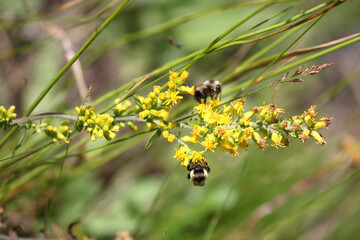 Blume mit Biene / Flower with Bee / Flos et Apiformes.