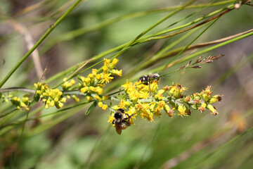 Blume mit Biene / Flower with Bee / Flos et Apiformes.
