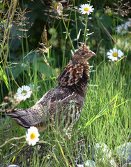 Kragenhuhn / Ruffed grouse / Bonasa umbellus