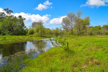 Fototapeta na wymiar Spring at Madrona Marsh, Torrance