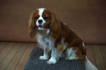 Studio portrait of a Cavalier King Charles Spaniel puppy on a brown background.