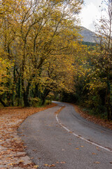 Obraz premium Autumn scenery with a road leading through fall foliage trees at aristi village in epirus zagori Greece