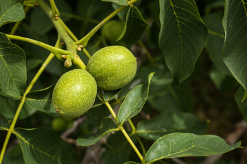 Green unripe walnuts on tree branch outdoors, closeup