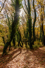 Naklejka premium Rays of sunlight through the branches of trees with golden autumn foliage near voidomatis river in zagori epirus Greece.
