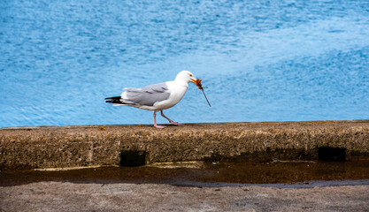 Möwen  blau hintergrund 