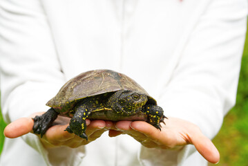 The woman is holding a small turtle in her hand. European pond turtle. Let turtle to nature for making merit. - Powered by Adobe