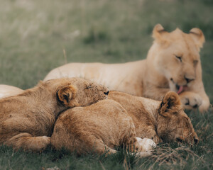 lion and lioness