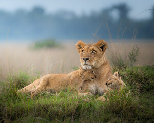 lioness with lion cub in the grass