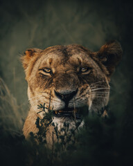 portrait of a lioness