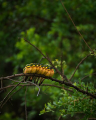 bee eaters on a tree