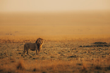 lion in the field © dhruv