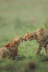 cheetah on the grass © dhruv
