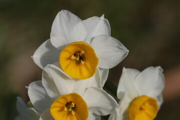 Fototapeta na wymiar 日本の冬の庭に咲く白い花びらと黄色い副花冠のフサザキスイセンの花