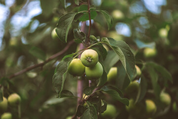 A juicy ripe green apple hangs on a branch close-up on a blurry background. Concept-gardening and harvest