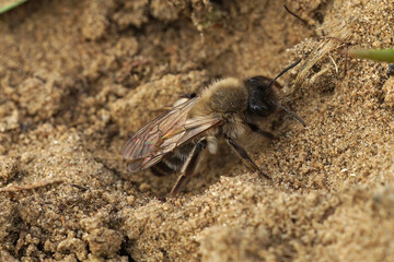 Closeup on a female of the endangered nycthemeral minin bee, Andrena nycthemera leaving her nest
