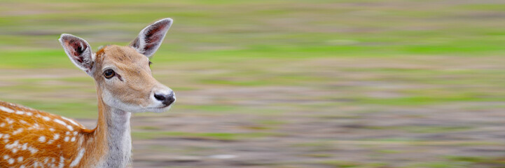 Fototapeta premium Spotted deer on green field. The chital or cheetal, also known as spotted deer or axis deer. White-tailed spotted baby deer eating grass on an open field