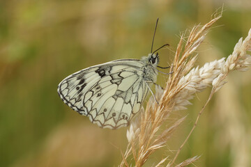 Obraz premium Closeup on a European marbled whhite butterfly, Melanargia galathea with closed wings