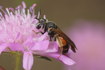 Closeup on a female large scabious mining bee, Andrena hattorfiana, sitting on it's purple hostplant