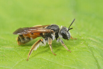 Closeup on a female large scabious mining bee, Andrena hattorfiana, sitting on a green leaf