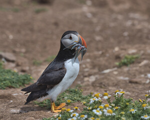 Atlantic puffin with sand eels in it's beak.