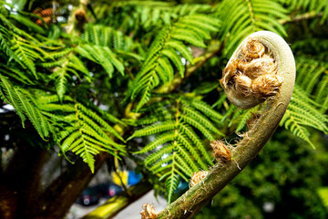 New Zealand Fern Koru. Unravelling Fern Frond Closeup New Zealand Symbol.